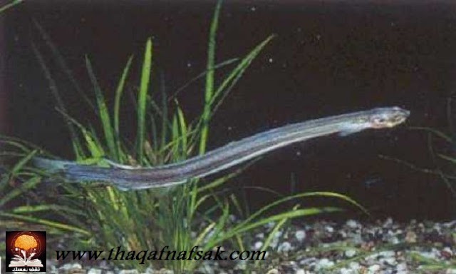 أغرب المخلوقات في غابات الأمازون المطيرة