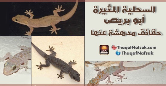 الوزغ ( أبوبريص ) المدهش : 20 حقيقة مثيرة حول أشهر أنواع سحالي في العالم الوزغ ( أبوبريص ) المدهش : 20 حقيقة مثيرة حول أشهر أنواع سحالي في العالم