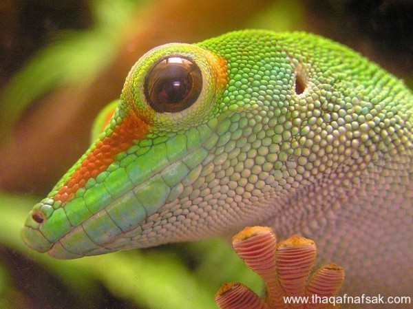 الوزغ ( أبوبريص ) المدهش : 20 حقيقة مثيرة حول أشهر أنواع سحالي في العالم