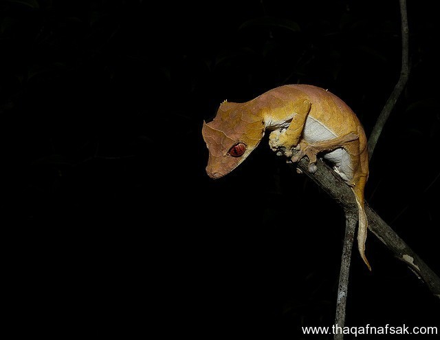 الوزغ ( أبوبريص ) المدهش : 20 حقيقة مثيرة حول أشهر أنواع سحالي في العالم