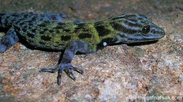 الوزغ ( أبوبريص ) المدهش : 20 حقيقة مثيرة حول أشهر أنواع سحالي في العالم