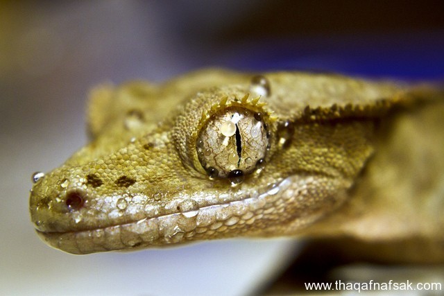 الوزغ ( أبوبريص ) المدهش : 20 حقيقة مثيرة حول أشهر أنواع سحالي في العالم