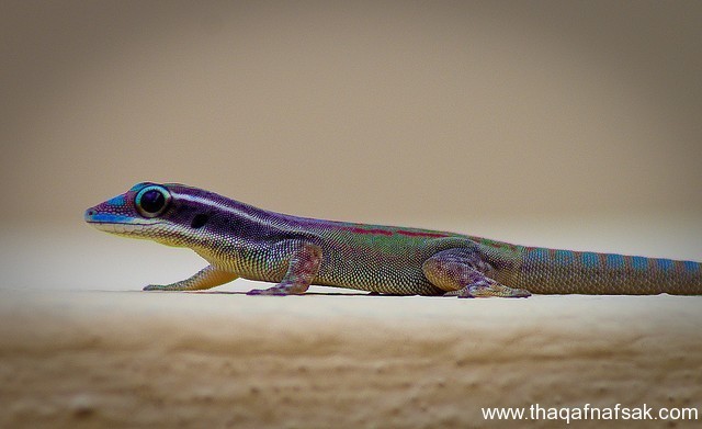 الوزغ ( أبوبريص ) المدهش : 20 حقيقة مثيرة حول أشهر أنواع سحالي في العالم