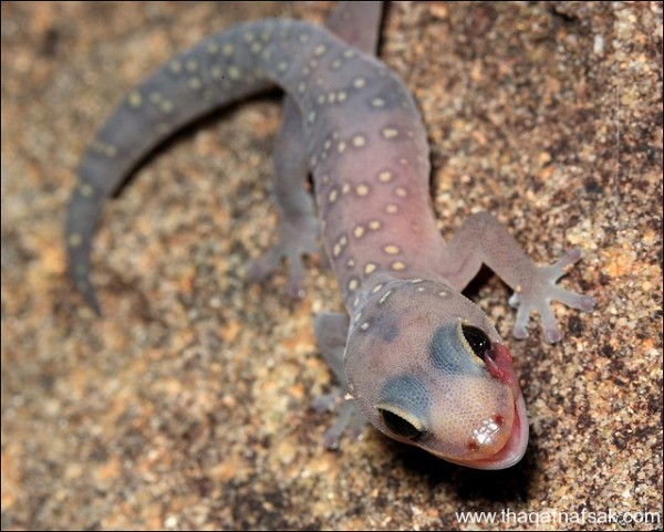 الوزغ ( أبوبريص ) المدهش : 20 حقيقة مثيرة حول أشهر أنواع سحالي في العالم