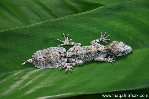 الوزغ ( أبوبريص ) المدهش : 20 حقيقة مثيرة حول أشهر أنواع سحالي في العالم