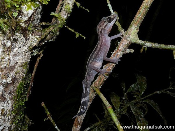 الوزغ ( أبوبريص ) المدهش : 20 حقيقة مثيرة حول أشهر أنواع سحالي في العالم