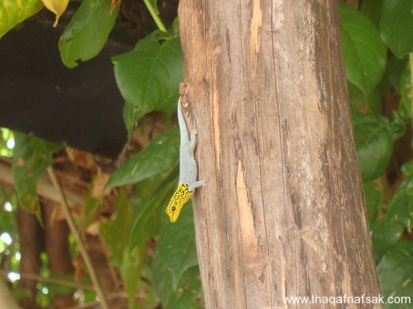 الوزغ ( أبوبريص ) المدهش : 20 حقيقة مثيرة حول أشهر أنواع سحالي في العالم