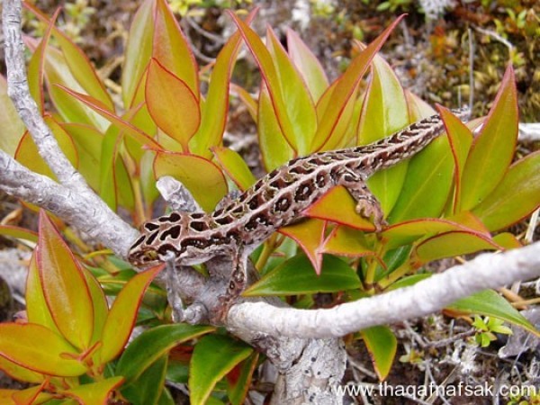 الوزغ ( أبوبريص ) المدهش : 20 حقيقة مثيرة حول أشهر أنواع سحالي في العالم