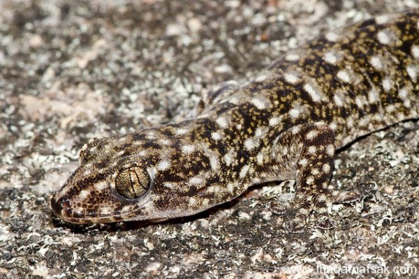 الوزغ ( أبوبريص ) المدهش : 20 حقيقة مثيرة حول أشهر أنواع سحالي في العالم