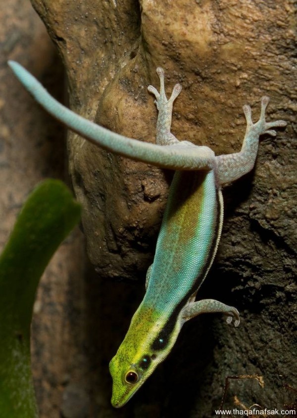 الوزغ ( أبوبريص ) المدهش : 20 حقيقة مثيرة حول أشهر أنواع سحالي في العالم