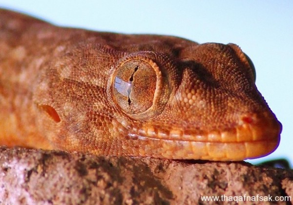 الوزغ ( أبوبريص ) المدهش : 20 حقيقة مثيرة حول أشهر أنواع سحالي في العالم