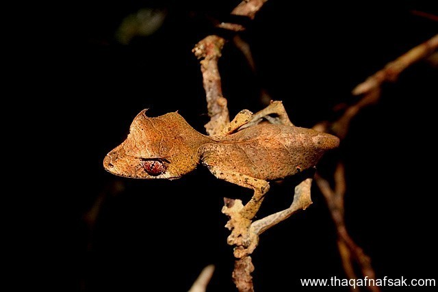 الوزغ ( أبوبريص ) المدهش : 20 حقيقة مثيرة حول أشهر أنواع سحالي في العالم