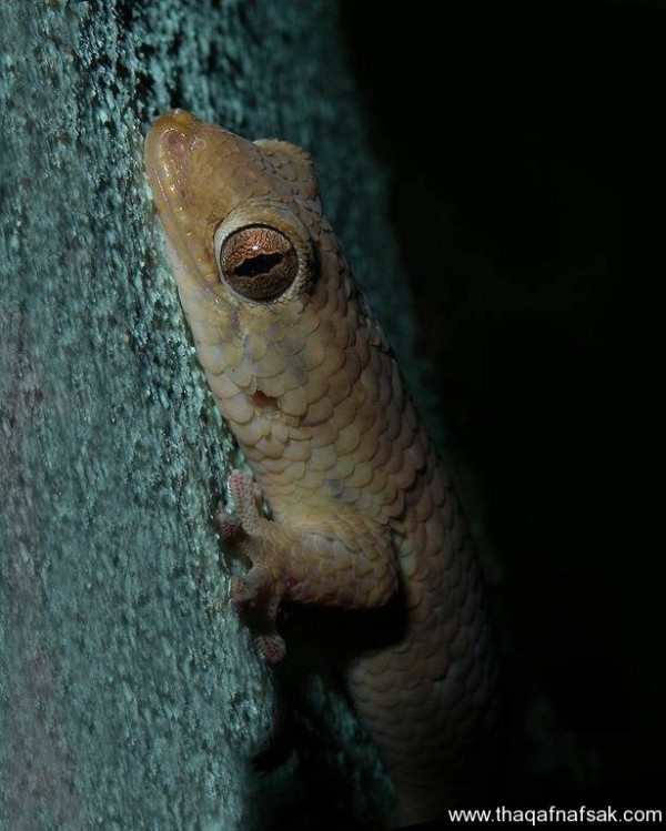 الوزغ ( أبوبريص ) المدهش : 20 حقيقة مثيرة حول أشهر أنواع سحالي في العالم