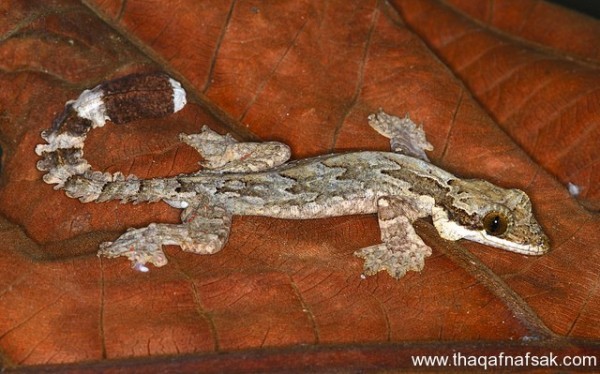 الوزغ ( أبوبريص ) المدهش : 20 حقيقة مثيرة حول أشهر أنواع سحالي في العالم