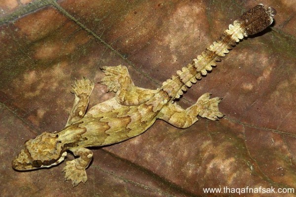 الوزغ ( أبوبريص ) المدهش : 20 حقيقة مثيرة حول أشهر أنواع سحالي في العالم