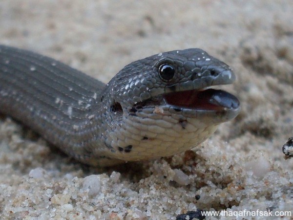 الوزغ ( أبوبريص ) المدهش : 20 حقيقة مثيرة حول أشهر أنواع سحالي في العالم