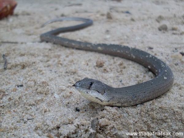 الوزغ ( أبوبريص ) المدهش : 20 حقيقة مثيرة حول أشهر أنواع سحالي في العالم