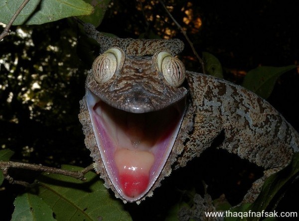 الوزغ ( أبوبريص ) المدهش : 20 حقيقة مثيرة حول أشهر أنواع سحالي في العالم