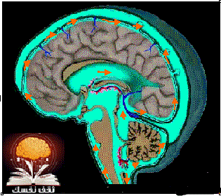 تنظيف الدماغ