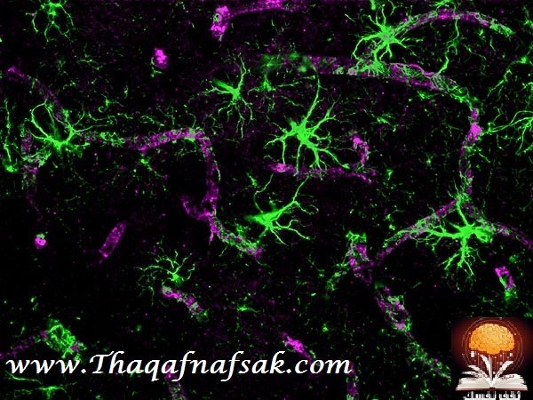 تنظيف الدماغ