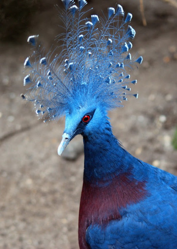 أكبر حمامة في العالم”حمامة فكتوريا المتوجة”