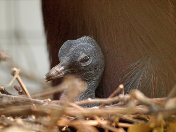 أكبر حمامة في العالم”حمامة فكتوريا المتوجة”