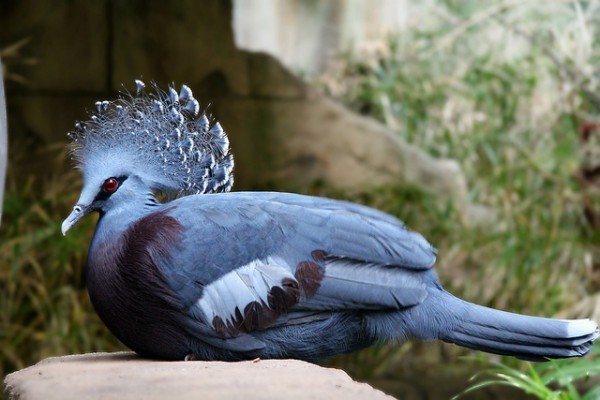 أكبر حمامة في العالم”حمامة فكتوريا المتوجة”