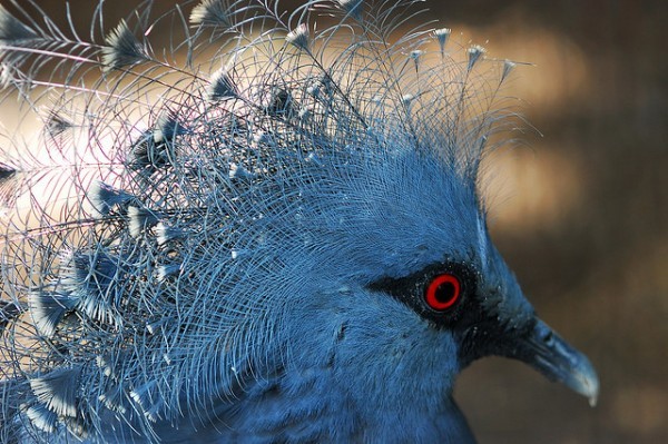 أكبر حمامة في العالم”حمامة فكتوريا المتوجة”