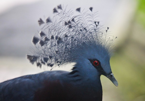 أكبر حمامة في العالم”حمامة فكتوريا المتوجة”