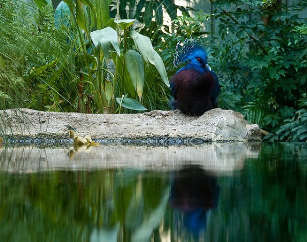 أكبر حمامة في العالم”حمامة فكتوريا المتوجة”