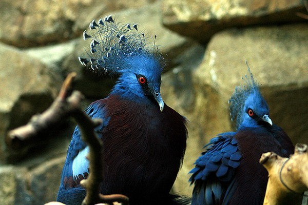 أكبر حمامة في العالم”حمامة فكتوريا المتوجة”