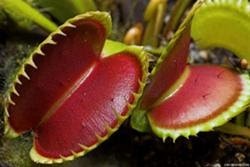 بالصور حقائق عن ذكاء النباتات بالصور حقائق عن ذكاء النباتات