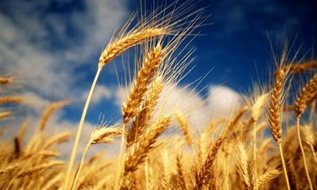 بالصور حقائق عن ذكاء النباتات بالصور حقائق عن ذكاء النباتات