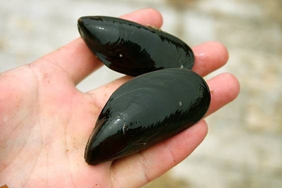 بالصور : كيف يتم انتاج اللؤلؤ من المحار ؟ أسرار لا تعلمها ، تعرف عليها معنا