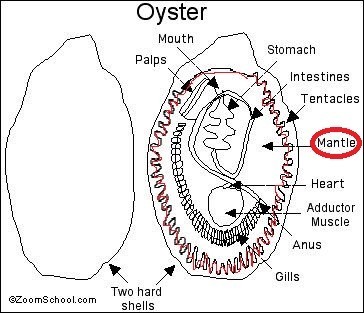 بالصور : كيف يتم انتاج اللؤلؤ من المحار ؟ أسرار لا تعلمها ، تعرف عليها معنا