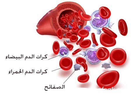 فصائل الدم وكيفية نقل الدم من شخص لآخر فصائل الدم وكيفية نقل الدم من شخص لآخر
