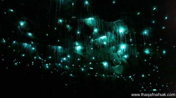 كهف سراج الليل في نيوزيلندا Waitomo Glowworm كهف سراج الليل في نيوزيلندا Waitomo Glowworm