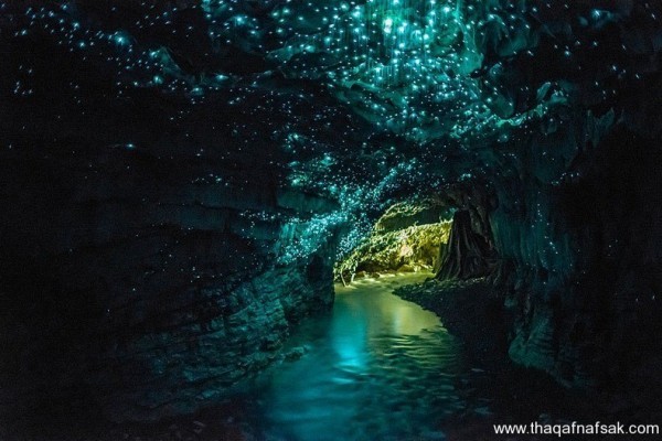 كهف سراج الليل في نيوزيلندا Waitomo Glowworm كهف سراج الليل في نيوزيلندا Waitomo Glowworm