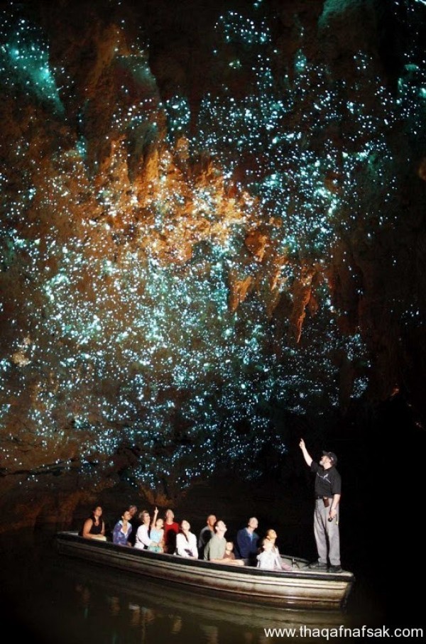 كهف سراج الليل في نيوزيلندا Waitomo Glowworm كهف سراج الليل في نيوزيلندا Waitomo Glowworm