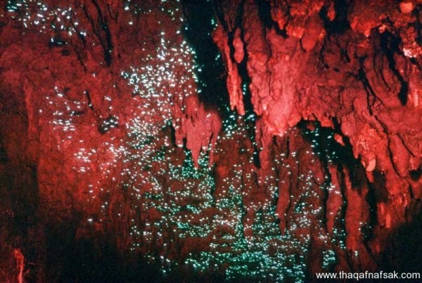 كهف سراج الليل في نيوزيلندا Waitomo Glowworm كهف سراج الليل في نيوزيلندا Waitomo Glowworm