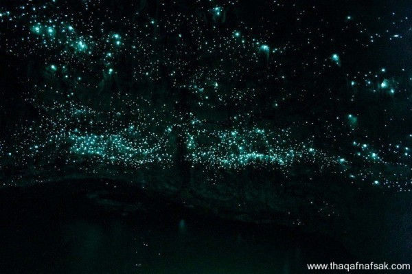 كهف سراج الليل في نيوزيلندا Waitomo Glowworm كهف سراج الليل في نيوزيلندا Waitomo Glowworm