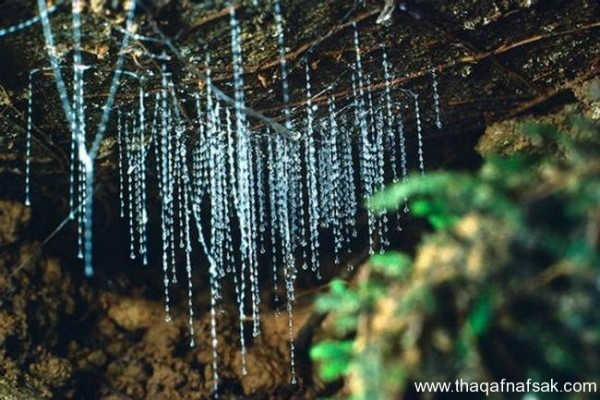 كهف سراج الليل في نيوزيلندا Waitomo Glowworm كهف سراج الليل في نيوزيلندا Waitomo Glowworm