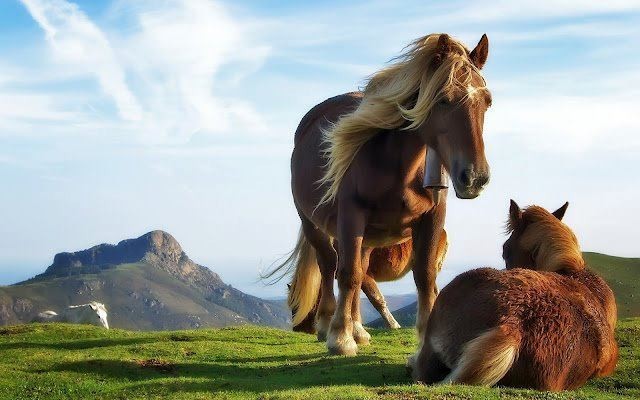 رحلة إلى عالم الخيول مُنذ ولادتها ’’ بالصور ‘‘ رحلة إلى عالم الخيول مُنذ ولادتها ’’ بالصور ‘‘