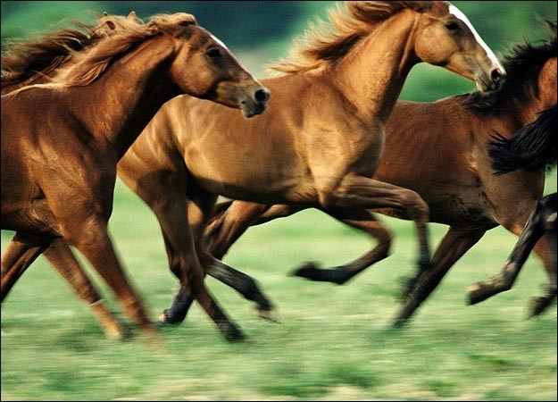 رحلة إلى عالم الخيول مُنذ ولادتها ’’ بالصور ‘‘ رحلة إلى عالم الخيول مُنذ ولادتها ’’ بالصور ‘‘