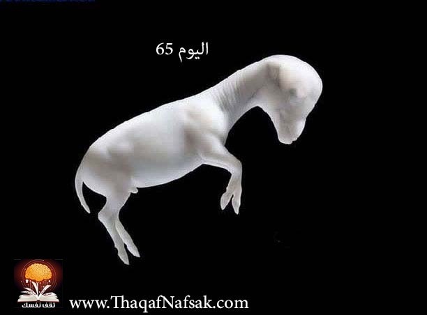 رحلة إلى عالم الخيول مُنذ ولادتها ’’ بالصور ‘‘ رحلة إلى عالم الخيول مُنذ ولادتها ’’ بالصور ‘‘