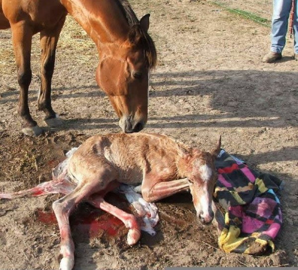 رحلة إلى عالم الخيول مُنذ ولادتها ’’ بالصور ‘‘ رحلة إلى عالم الخيول مُنذ ولادتها ’’ بالصور ‘‘