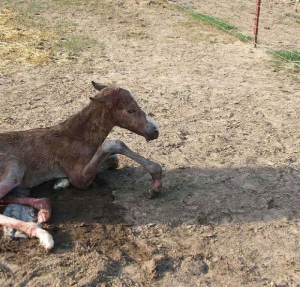 رحلة إلى عالم الخيول مُنذ ولادتها ’’ بالصور ‘‘ رحلة إلى عالم الخيول مُنذ ولادتها ’’ بالصور ‘‘