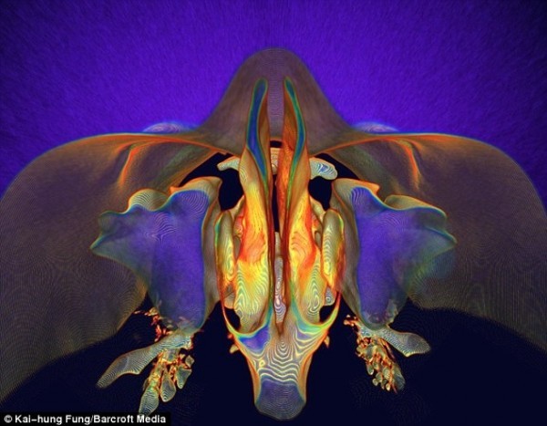 جسدك كما لم تراه من قبل ، صور بتقنية 3D.CT جسدك كما لم تراه من قبل ، صور بتقنية 3D.CT