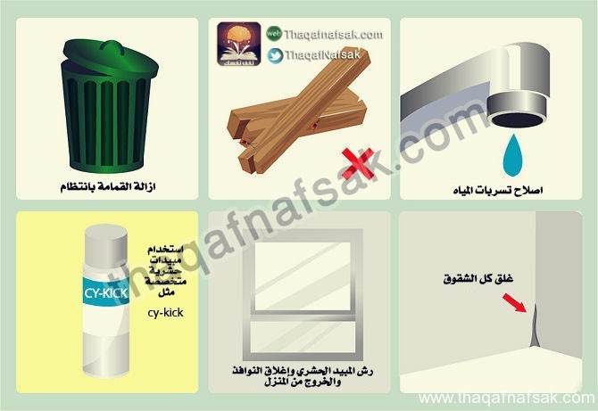 كيف تتخلص من الصراصير ؟ كيف تتخلص من الصراصير ؟