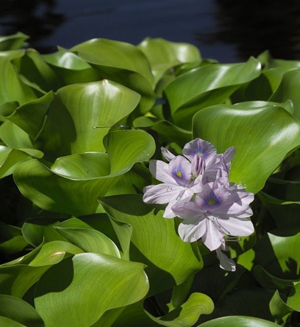 معلومات عن 5 اختراعات نظيفة من ناسا